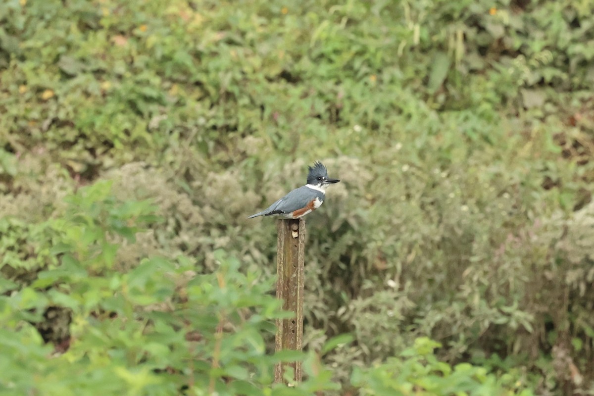 Belted Kingfisher - Daniel Obrzut