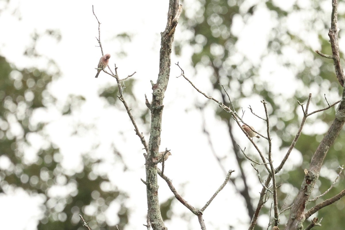 House Finch - Daniel Obrzut