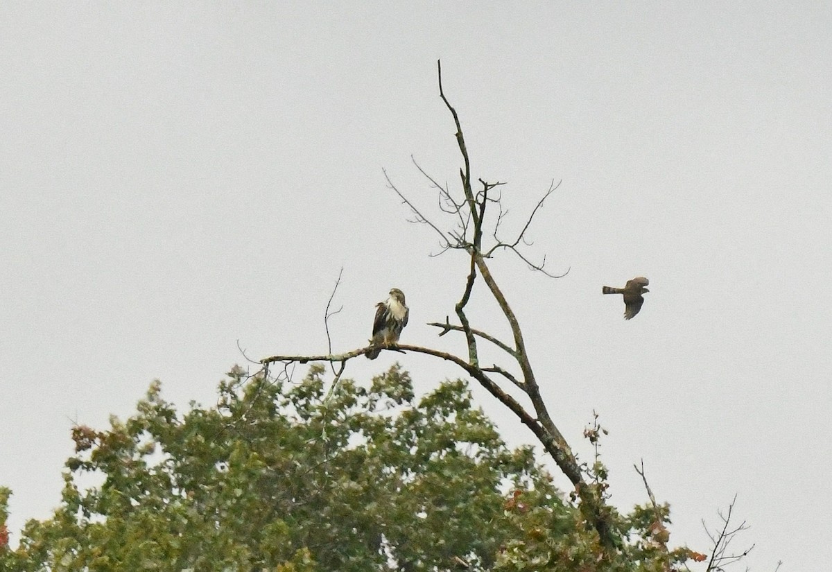 Red-tailed Hawk (abieticola) - ML609449107