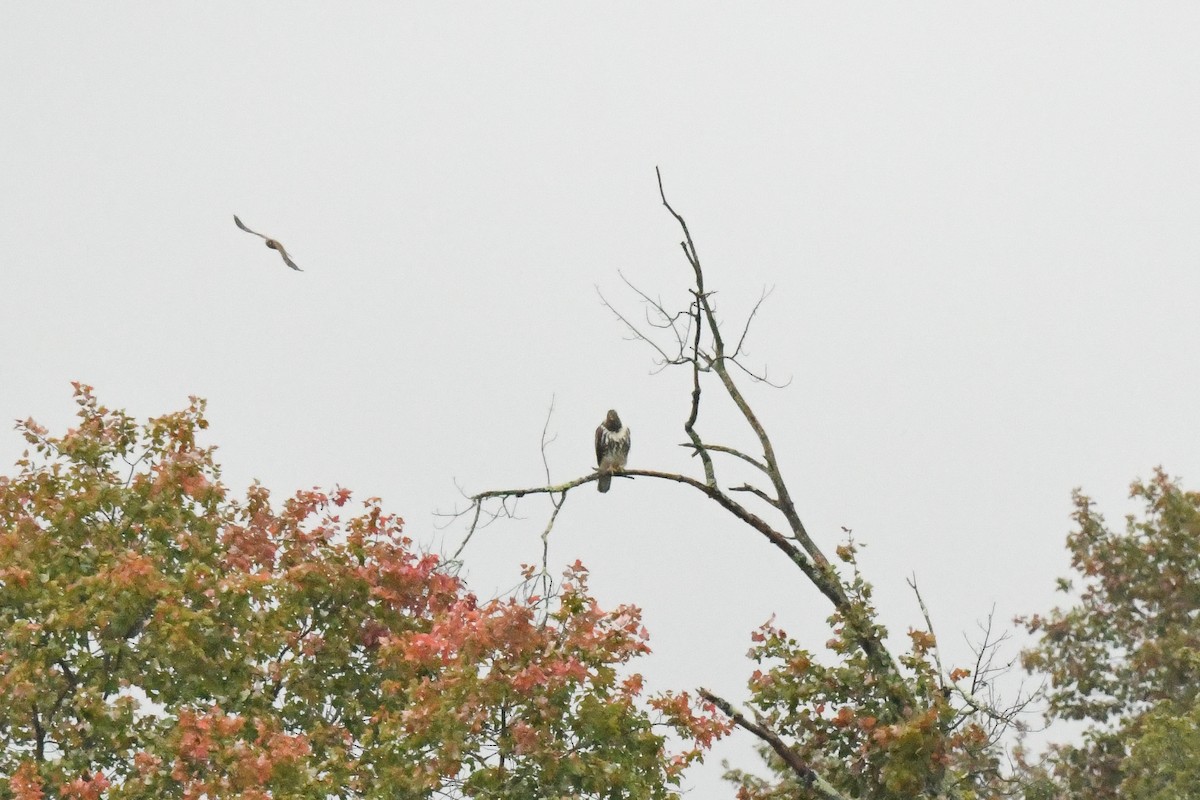 Red-tailed Hawk (abieticola) - ML609449113