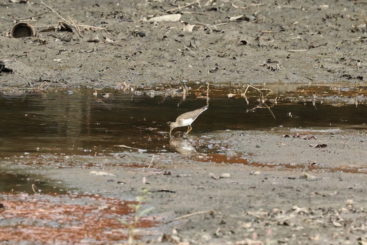 Solitary Sandpiper - Daniel Obrzut