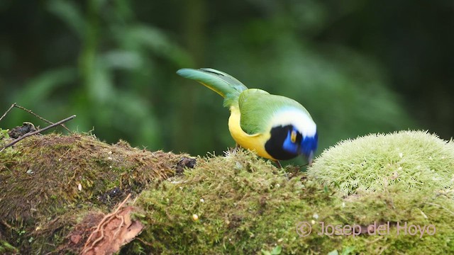 Green Jay (Inca) - ML609449196