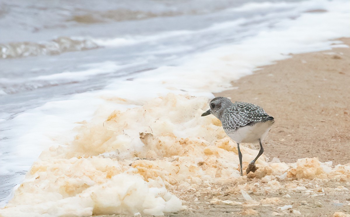 Black-bellied Plover - ML609449204