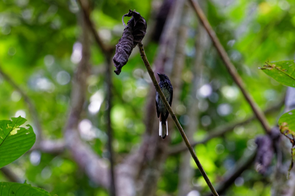 Spotted Fantail - Marie-Pierre Rainville