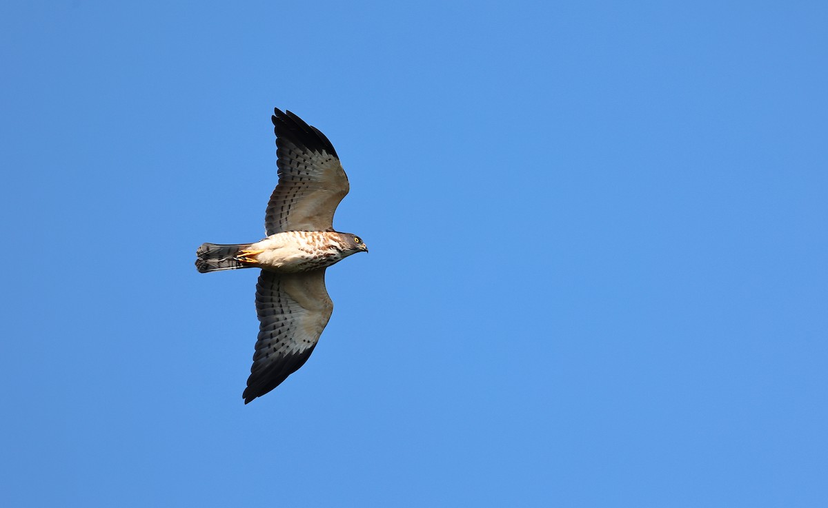 Chinese Sparrowhawk - Chien-wei(Bao) Tseng