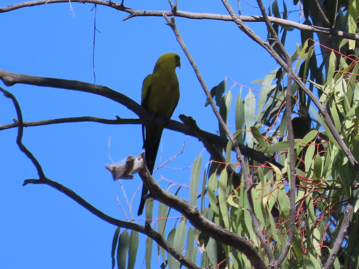 Regent Parrot - Sandra Henderson