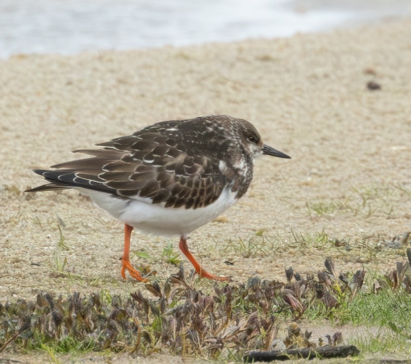 Ruddy Turnstone - ML609449273
