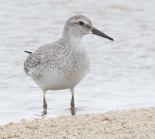 Red Knot - ML609449309