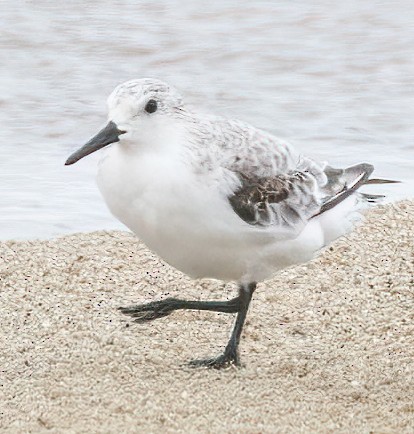 Sanderling - ML609449318