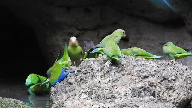 Cobalt-winged Parakeet - ML609449323