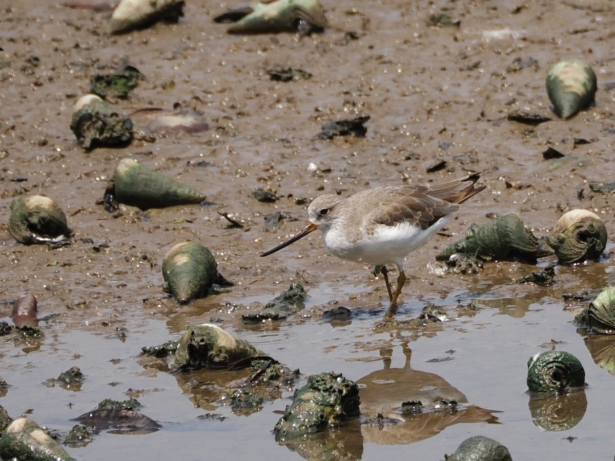 Terek Sandpiper - ML609449366