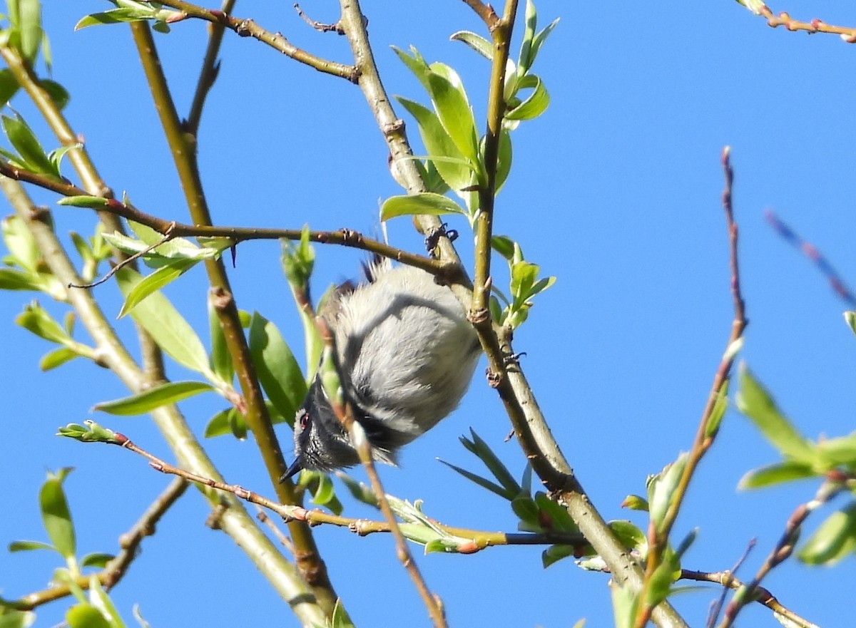 Gray Gerygone - ML609449381