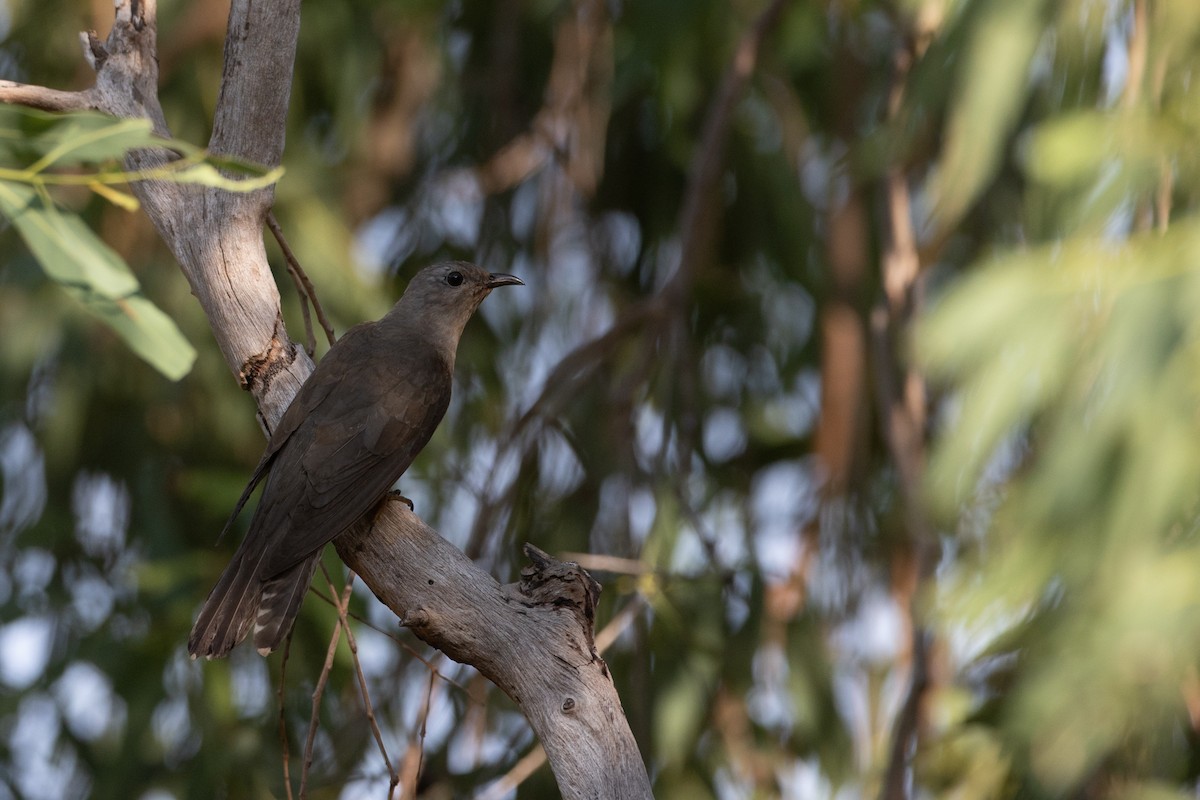 Brush Cuckoo - ML609449394