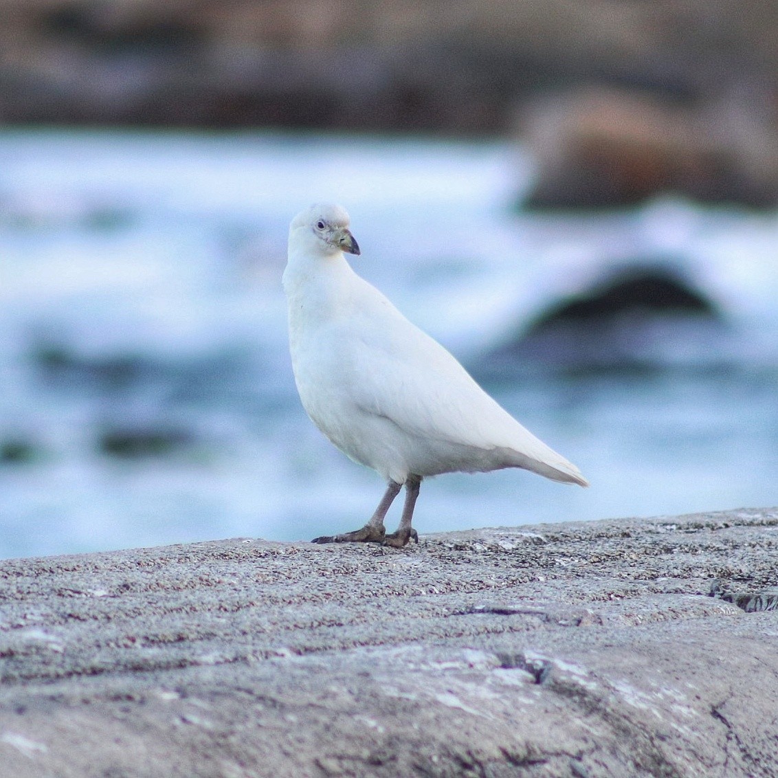 Snowy Sheathbill - ML609449396