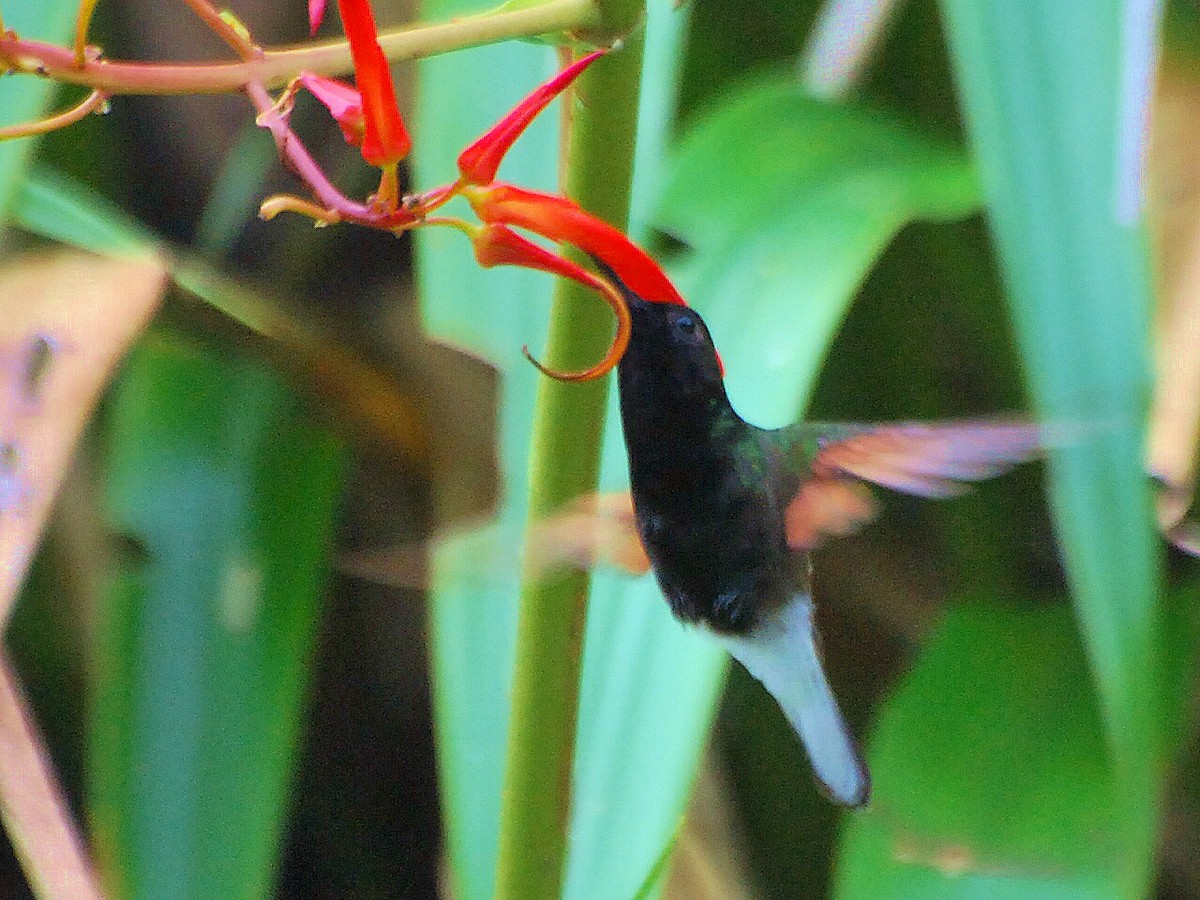 kolibřík kostarický - ML60944941