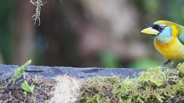 Kırmızı Başlı Barbet - ML609449493