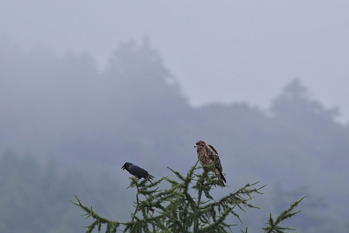 Black Kite - ML609449514