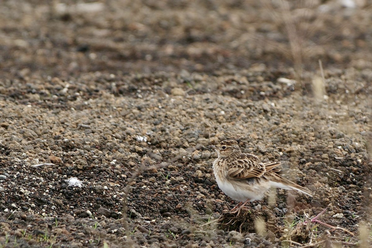 Eurasian Skylark - ML609449515