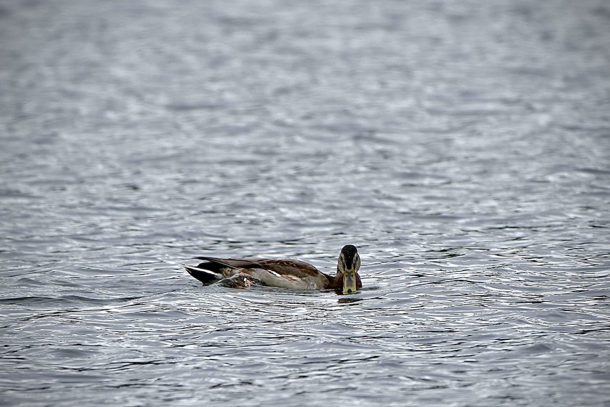 Mallard - Hideki Sekimoto