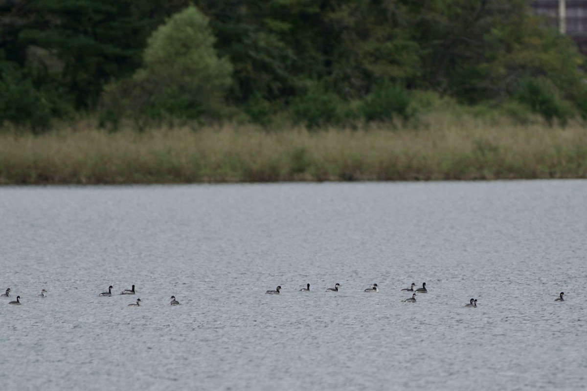 Eared Grebe - ML609449520