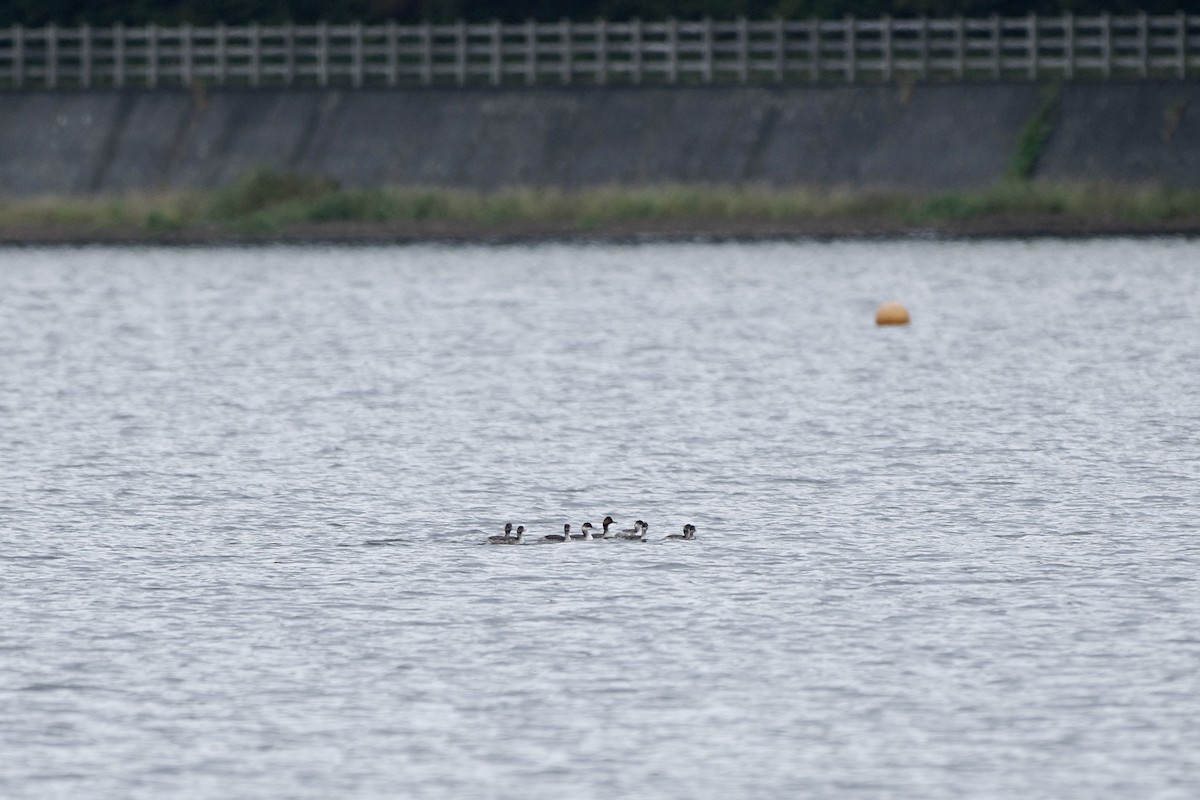 Eared Grebe - ML609449521