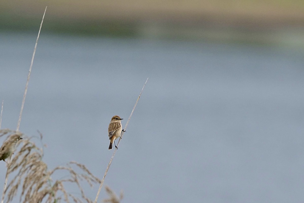 Amur Stonechat - ML609449523