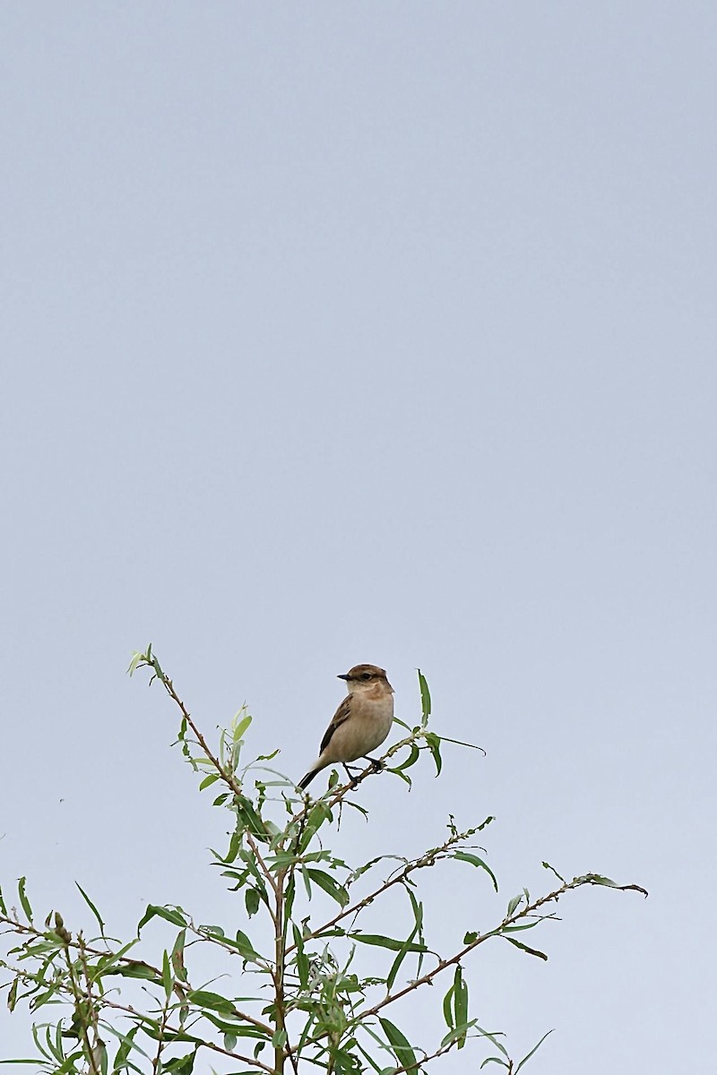 Amur Stonechat - ML609449524