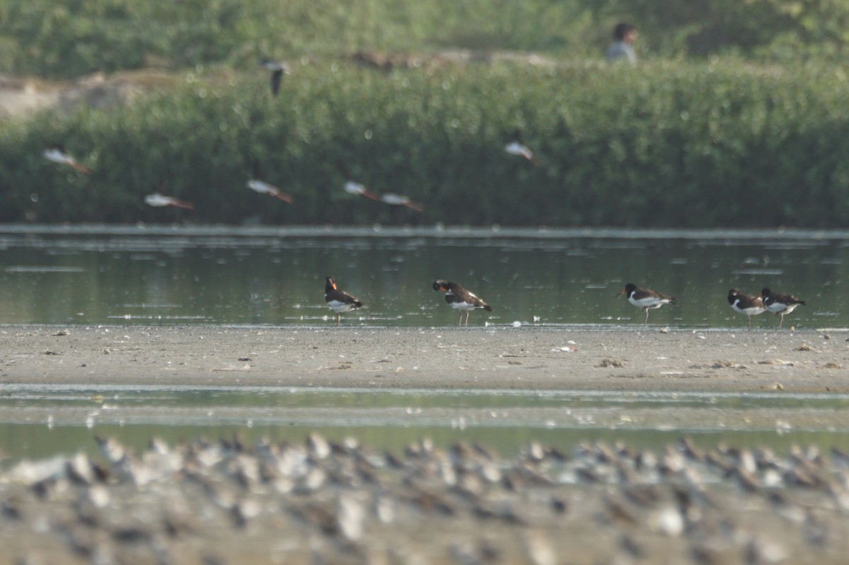 Eurasian Oystercatcher - Nusrat Ali