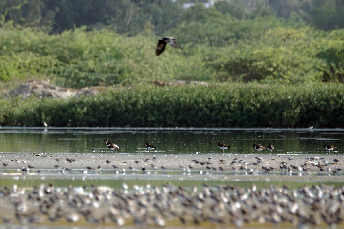 Eurasian Oystercatcher - ML609449624