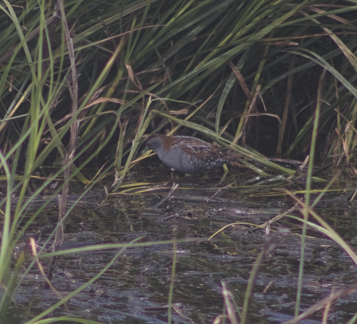 Baillon's Crake - ML609449644