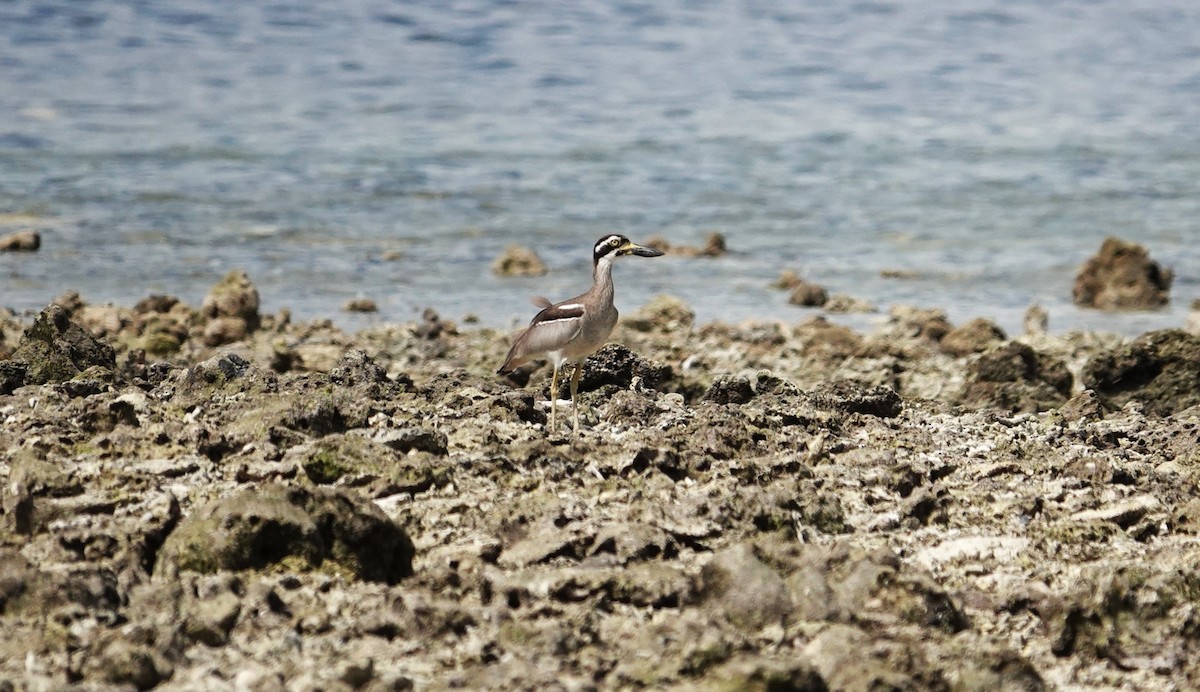 Beach Thick-knee - ML609449648