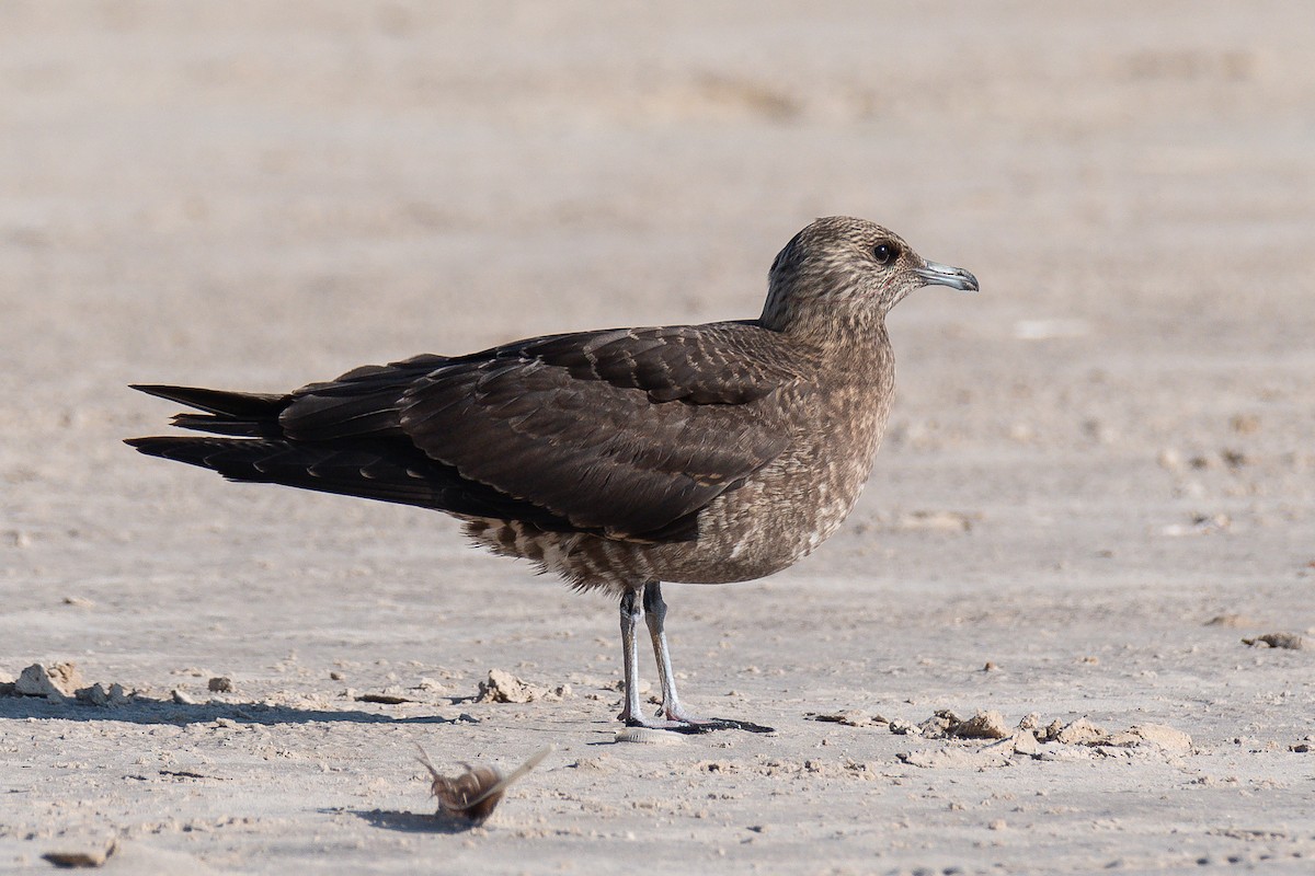 Parasitic Jaeger - ML609449652