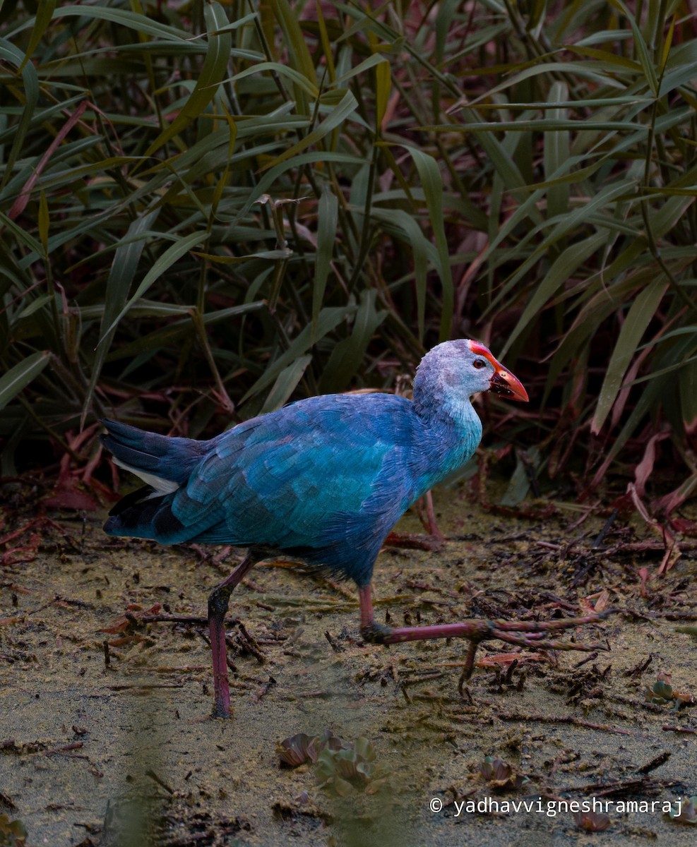 Gray-headed Swamphen - ML609449656