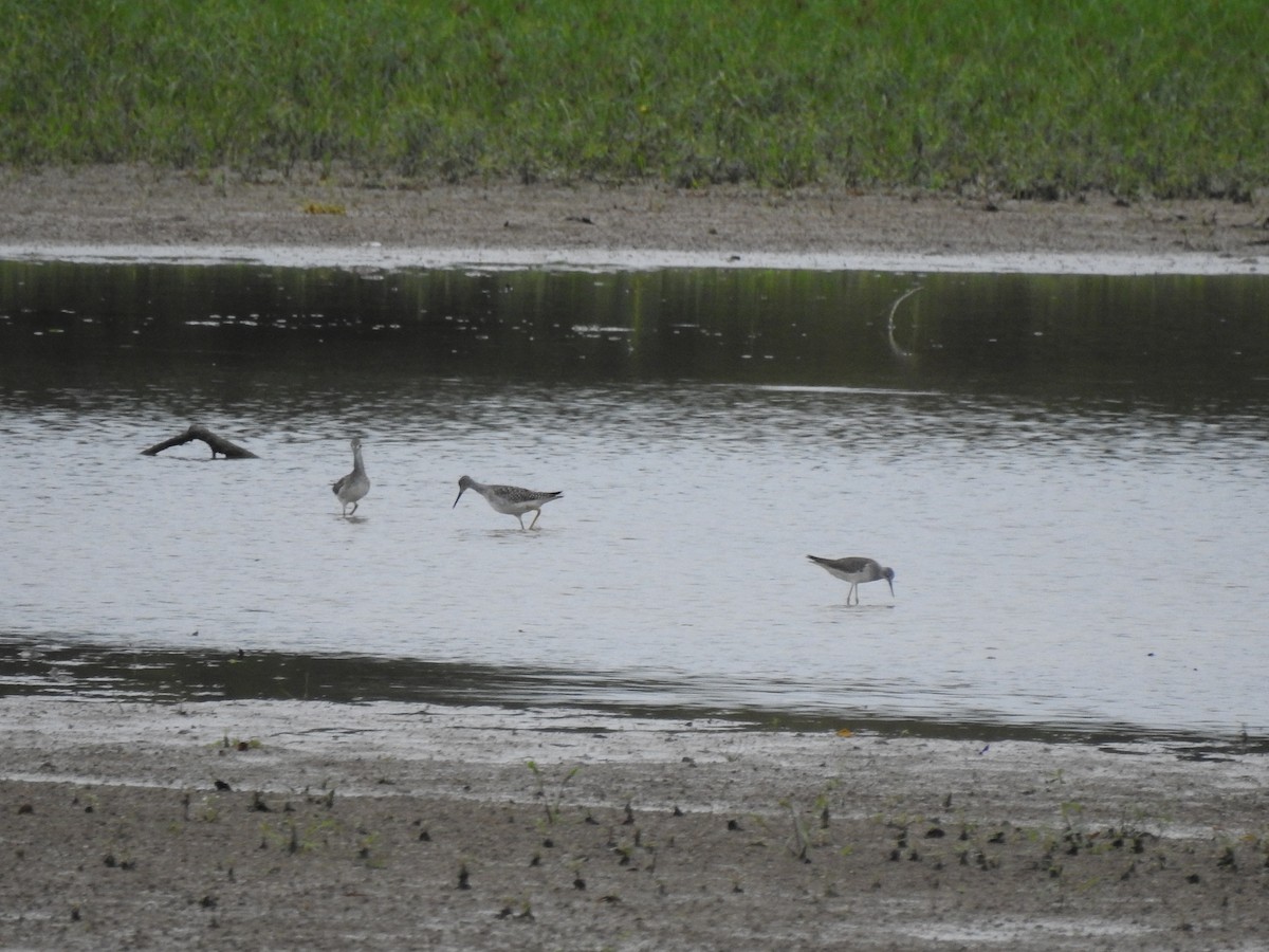Greater Yellowlegs - ML609449763