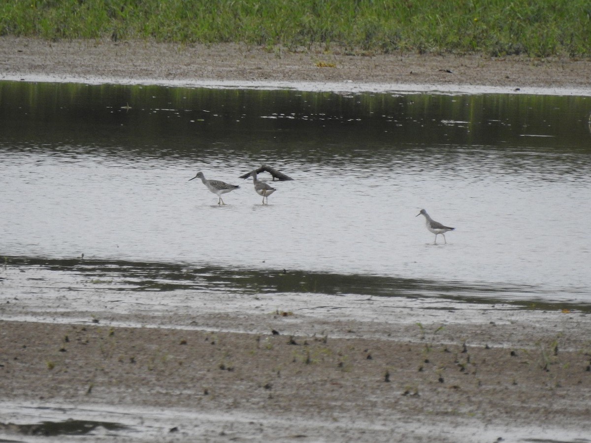 Greater Yellowlegs - ML609449764
