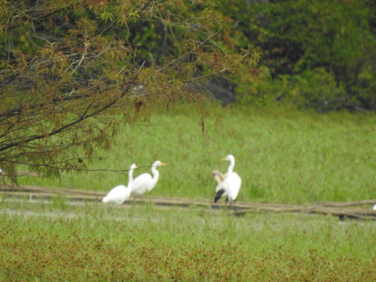 Wood Stork - ML609449785
