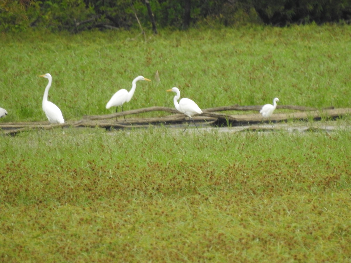 Great Egret - ML609449791