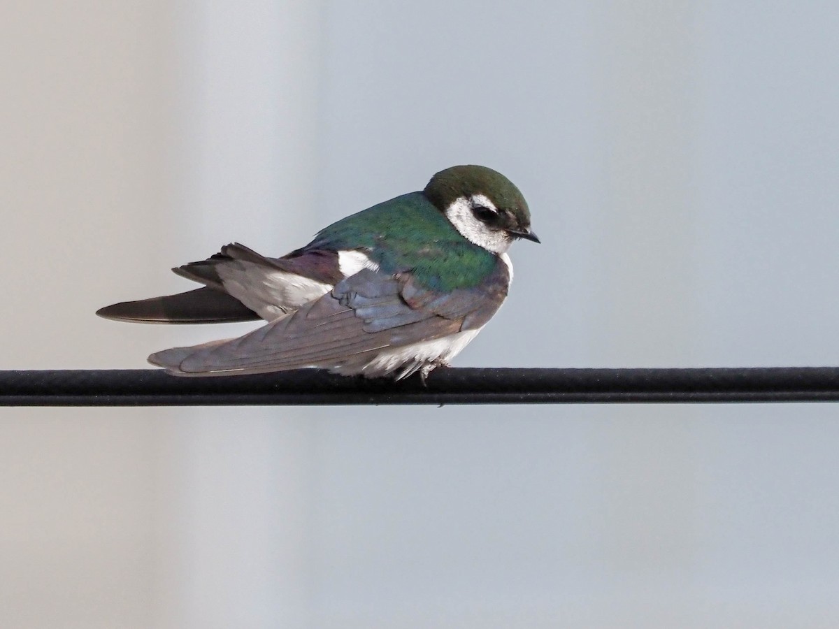 Violet-green Swallow - ML609449799
