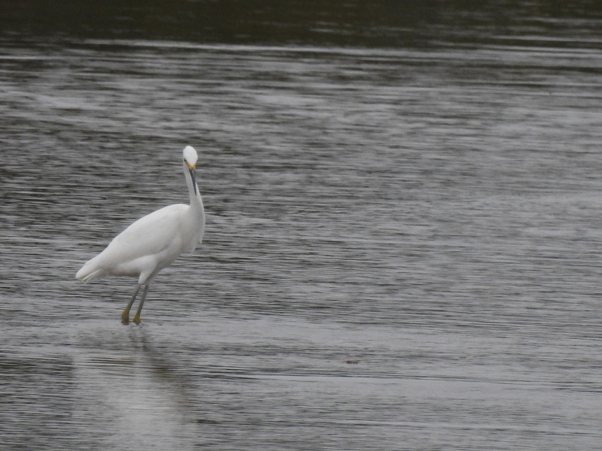 Snowy Egret - Nan Dewire