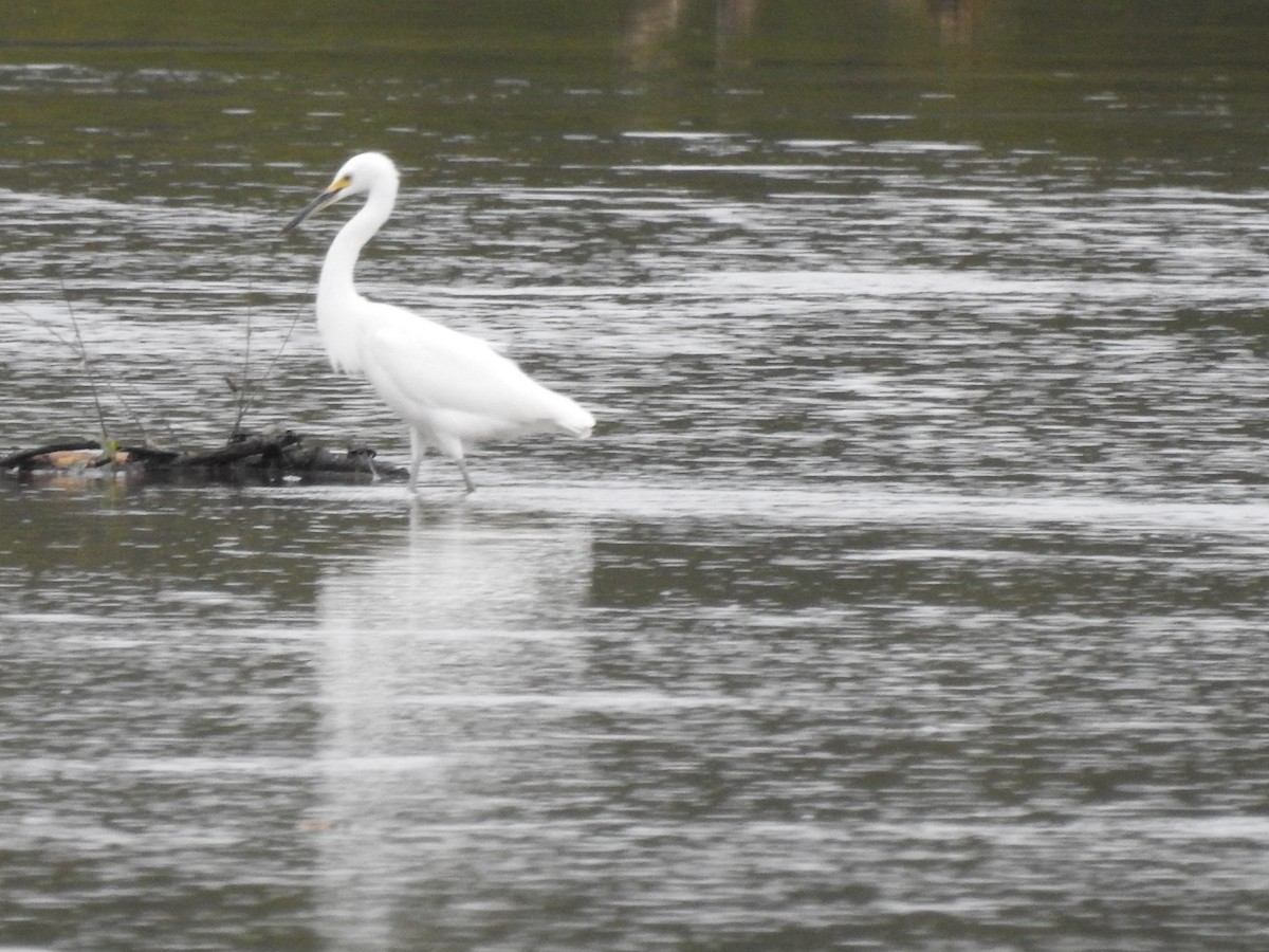 Snowy Egret - ML609449805