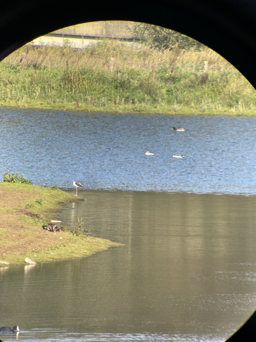 Black-winged Stilt - ML609449818