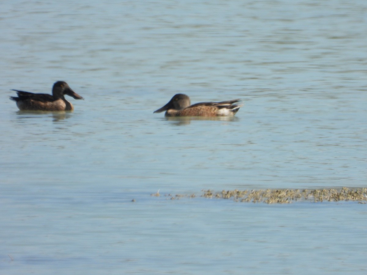 Northern Shoveler - ML609449989