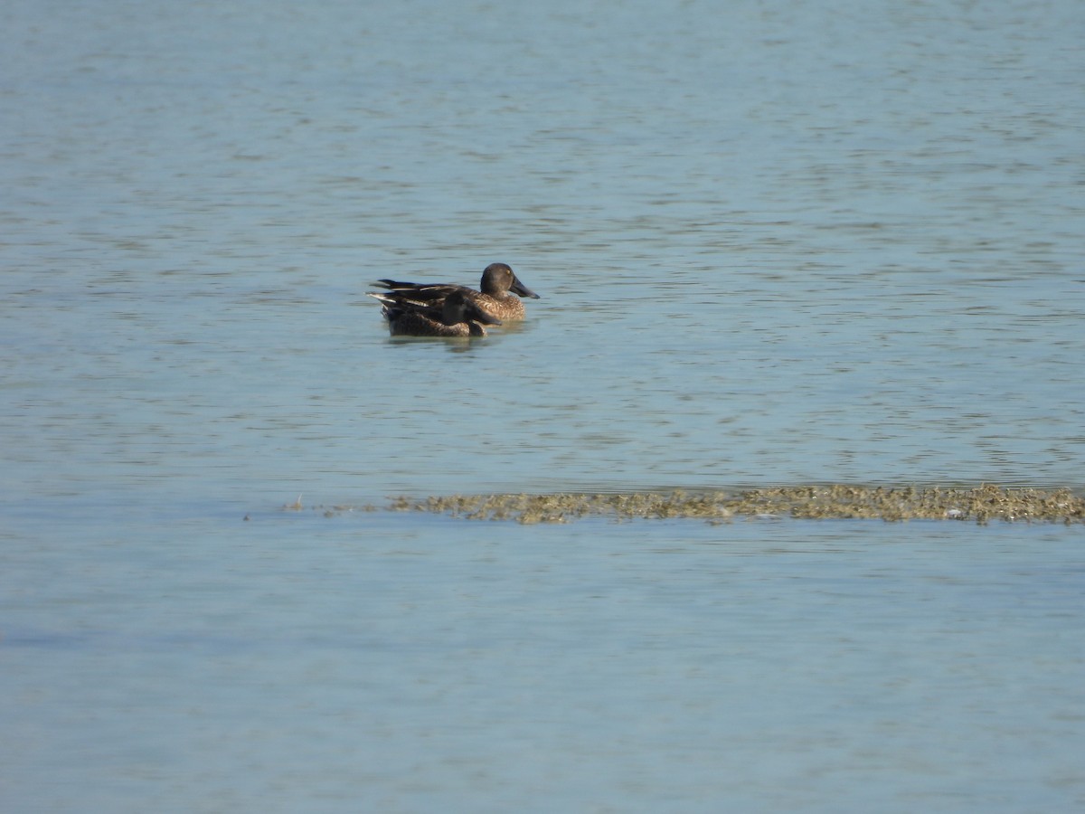 Northern Shoveler - ML609449990