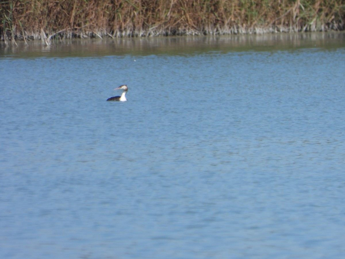 Great Crested Grebe - ML609449996