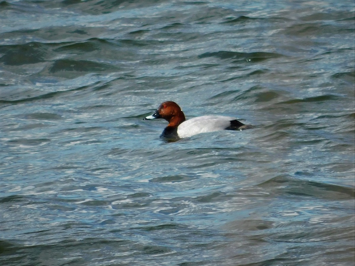 Common Pochard - ML609450188