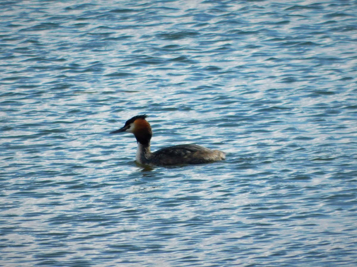 Great Crested Grebe - ML609450191