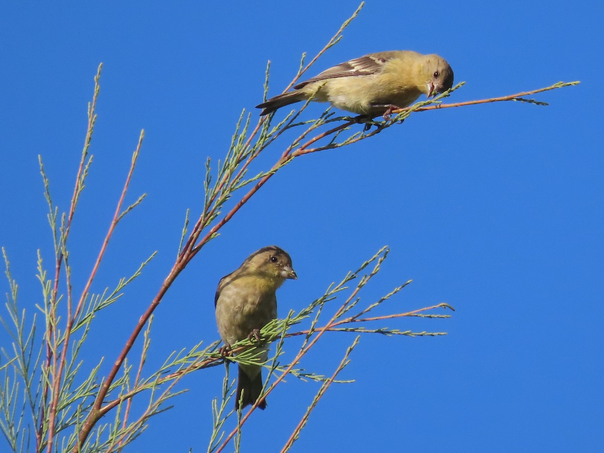 Lesser Goldfinch - Tina Tan