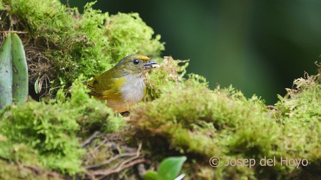 Orange-bellied Euphonia - ML609450235