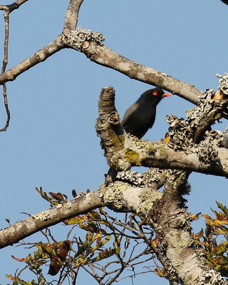 Retz's Helmetshrike - ML609450267