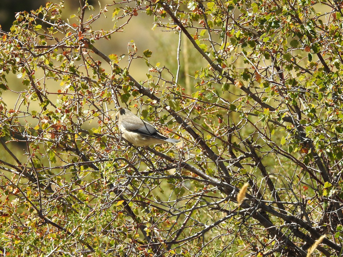 Clark's Nutcracker - ML609450326